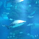 ���� �������, ������, 51 ��� - ��������� 20 ������ 2015 � ������ ����������� 11.11.15�