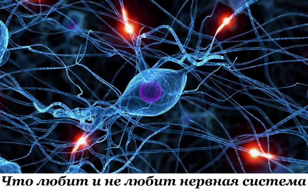 Что любит и не любит нервная система.Организм человека пронизан нервными волокнами. Их общая длина ...