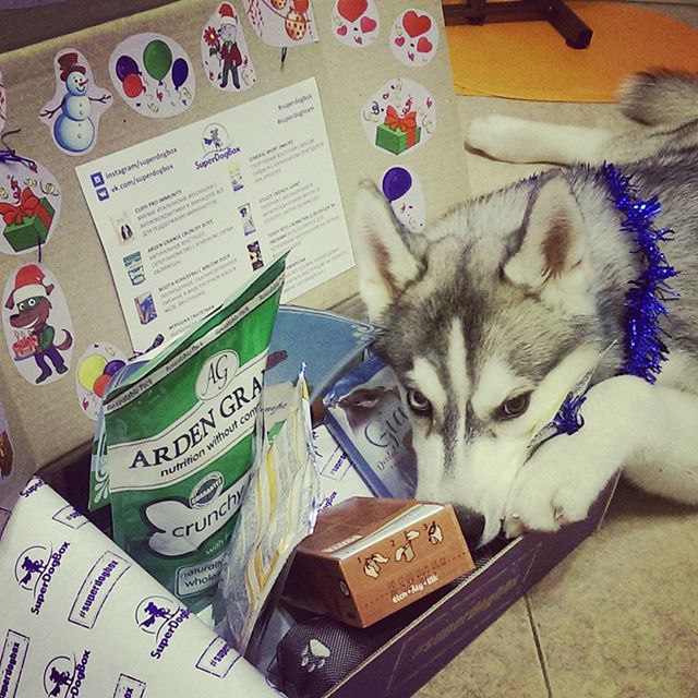 А Вы хотите порадовать вашу собачку уникальной коробочкой, которая принесет ей массу радости и ... - 4