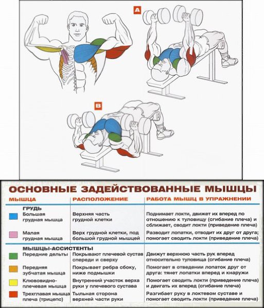 Как накачать нижнюю часть груди в зале