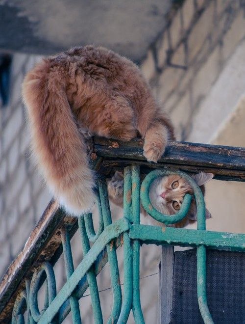 CATS OF ALL - 15 ������ 2016 � 14:52