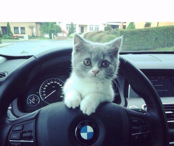 Cats bmw. Кот за рулем БМВ. Серый кот за рулем. Кошка с БМВ. Кот за рулем Ауди.