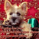 ���� �argo, ������� - ��������� 1 ������� 2015 � ������ ������ ��������