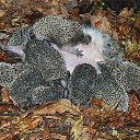 ���� ����� �����������, �����, 47 ��� - ��������� 4 ������ 2015 � ������ ���� ����������