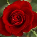���� Firas, �����, 59 ��� - ��������� 9 ����� 2016 � ������ ���� ����������