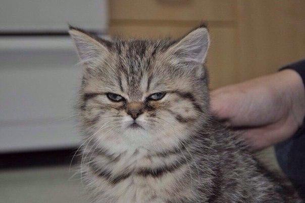    :