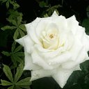 ���� ������, �������������� - ��������� 6 ������� 2016 � ������ ���� ����������
