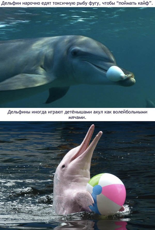      .       ... - 6