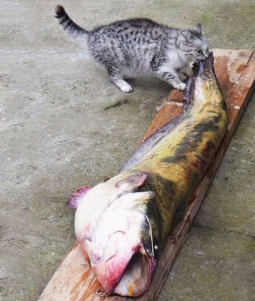 Коты-воришки, пойманные с поличным - 2