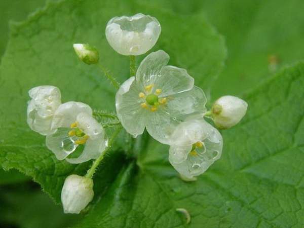      (Diphylleia grayi)  .    ... - 8