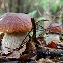 ���� ������, �������, 62 ���� - ��������� 5 ������ 2016 � ������ ���� ����������