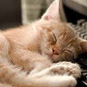 ���� ������, �����-����� - ��������� 3 ������ 2016 � ������ �Wallpapers HD�