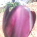  , - -  15  2016   ۻ