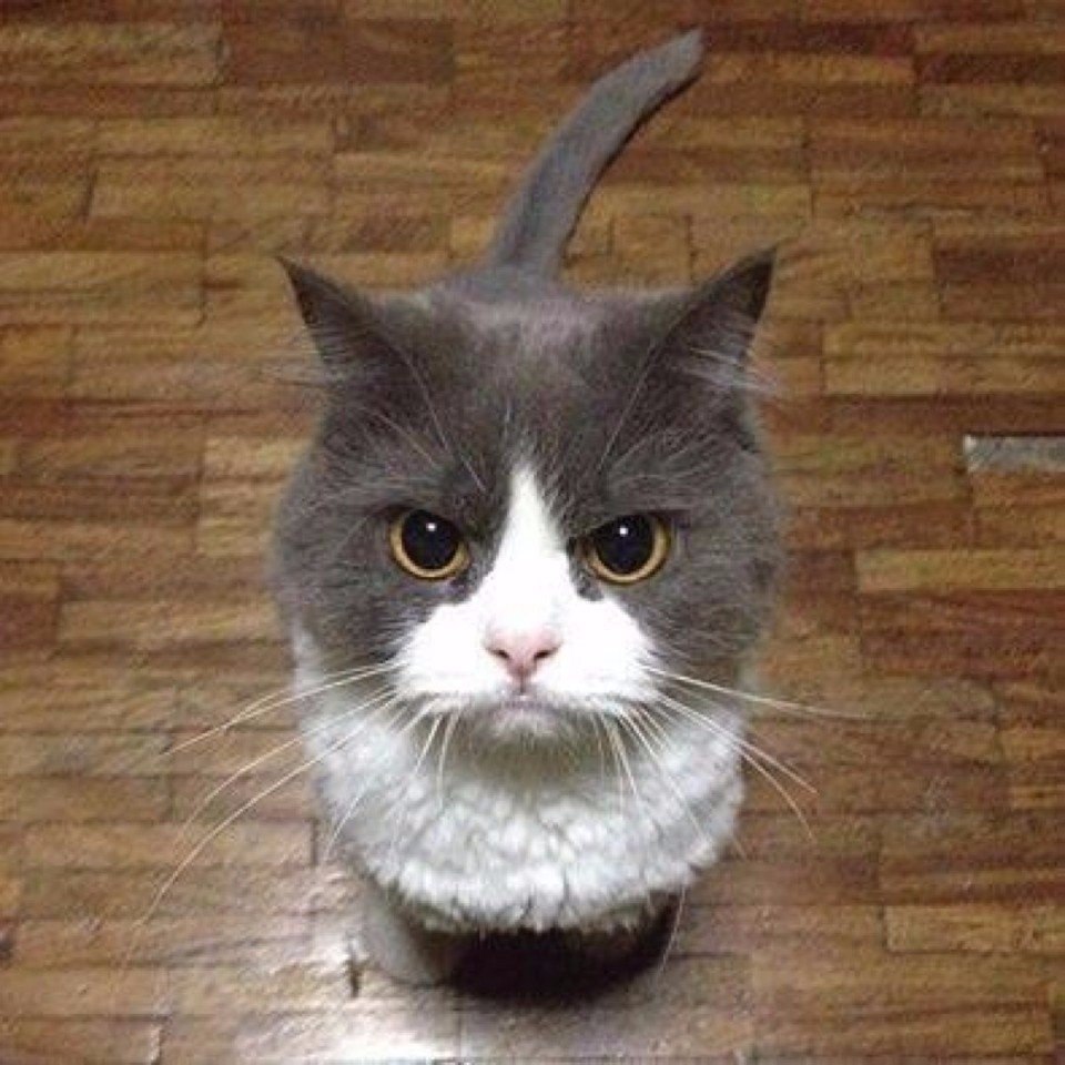    ,     .#animal@travel.blog