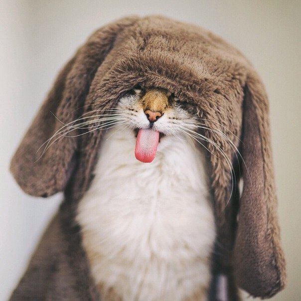 Мега фотогеничный котэ - 3