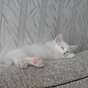 ���� �����, ���� - ��������� 18 ���� 2016 � ������ ���� ����������