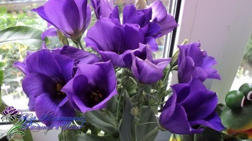  (). (Eustoma)   (Lisianthus) -    ...