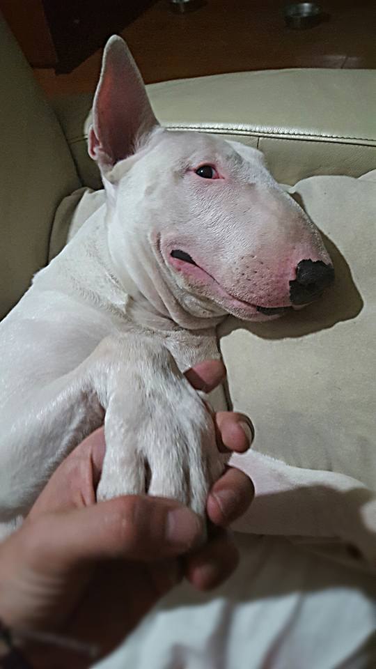 Английский бультерьер. - 28 июня 2016 в 15:01