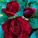 ���� Adam, ������, 58 ��� - ��������� 8 ������� 2016 � ������ ����������