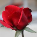 ���� Sezai, �����, 66 ��� - ��������� 9 ���� 2016 � ������ �Roses�