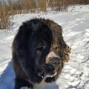  ~~, , 32  -  17  2016   2016-2017