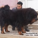 ���� Amgaa Kharsor, ����-�����, 52 ���� - ��������� 17 ���� 2016