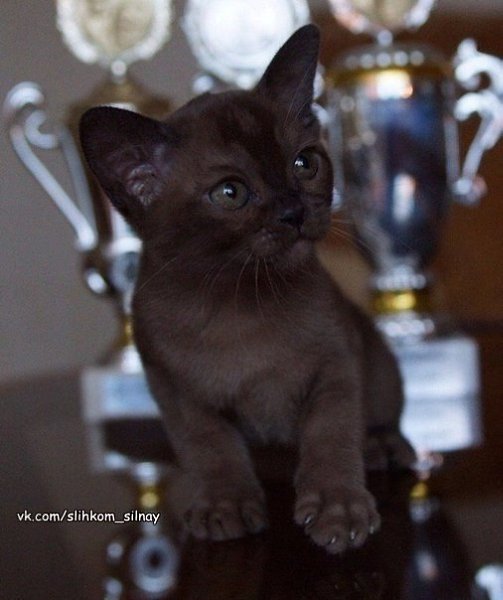 Котенок породы бурма. Красавец!
