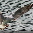���� Sezai, �����, 66 ��� - ��������� 8 ���� 2016 � ������ ���� ����������