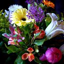 ���� *Ni��*, ������ - ��������� 6 ��� 2016 � ������ ���� ����������