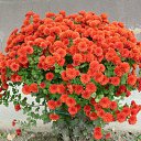 ���� �����, ��������, 73 ���� - ��������� 11 ����� 2016 � ������ ������ ��������