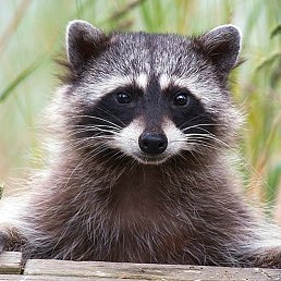  Raccoon,  -  8  2016