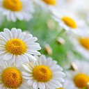 ���� ����, ������, 51 ��� - ��������� 21 ������ 2016 � ������ ���� ����������