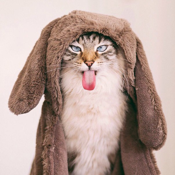 Мега фотогеничный котэ - 2