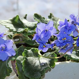 �������, ��������, 64 ����