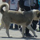 ���� Sani, �������, 45 ��� - ��������� 23 ��� 2016 � ������ ���� ����������