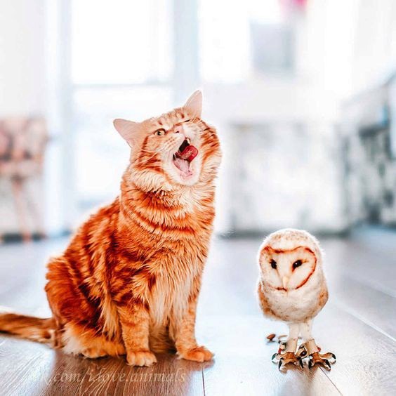 В мире животных - 20 мая 2016 в 07:13