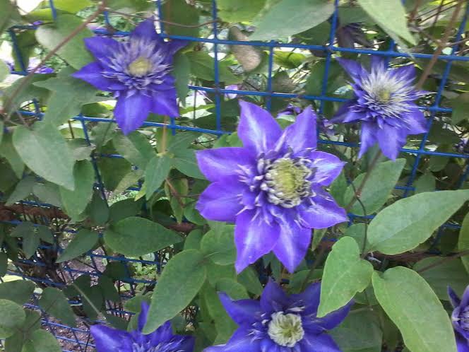 ��� ����� ! - 5