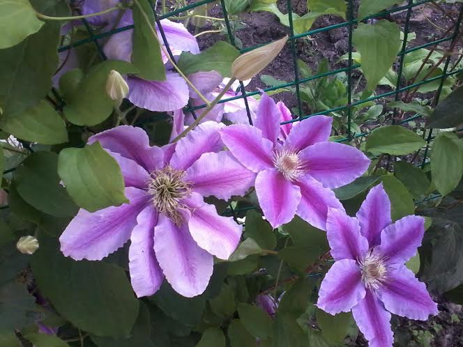 ��� ����� ! - 8