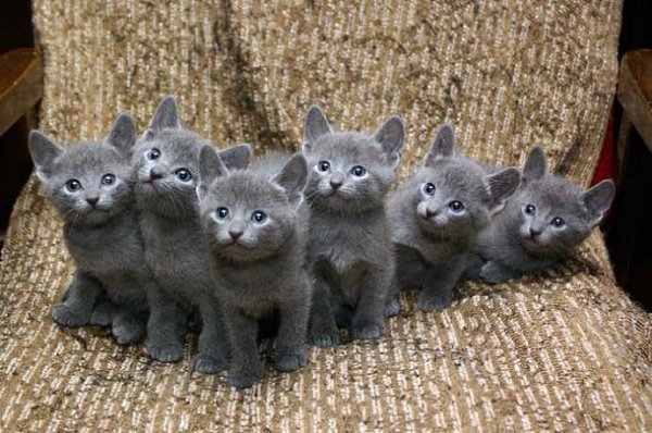 Русская голубая кошка - одна из самых популярных короткошерстных пород кошек в мире. Своё начало ... - 2