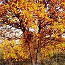 ���� ����, ����������, 35 ��� - ��������� 26 ������ 2016