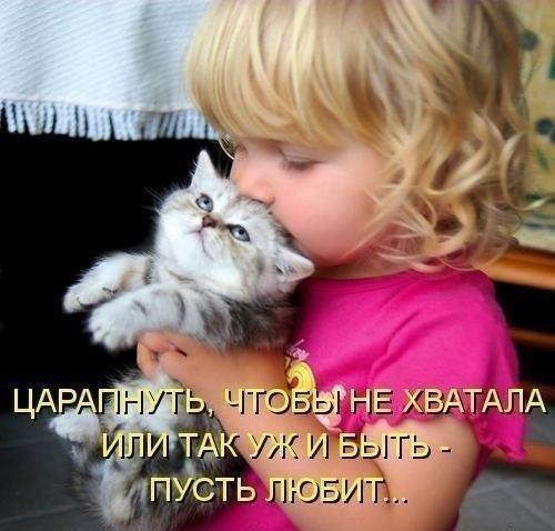 Котики - муркотики - 31 мая 2016 в 06:27