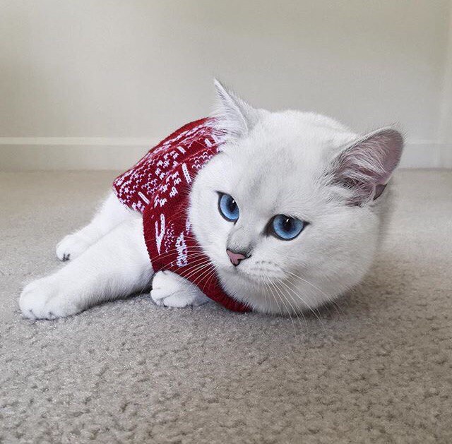 Stella - 23  2016  19:46 - 4