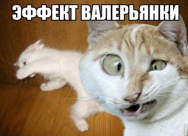    ר! - 11  2016  19:36