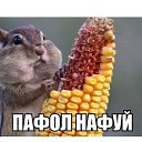  Alexandr,  -  18  2016    