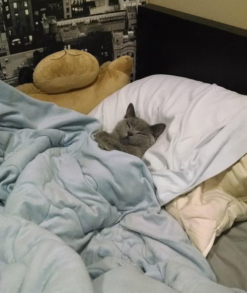 Нужно набраться смелости и всё-таки рассказать коту, что это он живёт у меня, а не я у него.