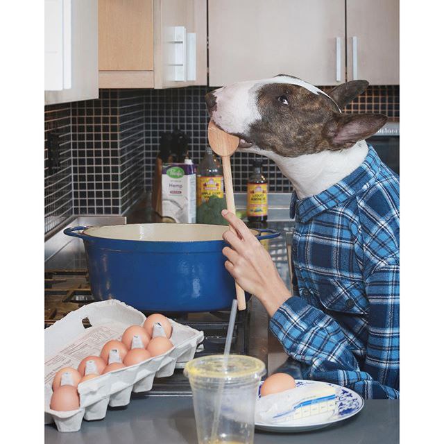 Какой кальций лучше? Большинство собак, питающихся сырой натуральной пищей, получает достаточно ...