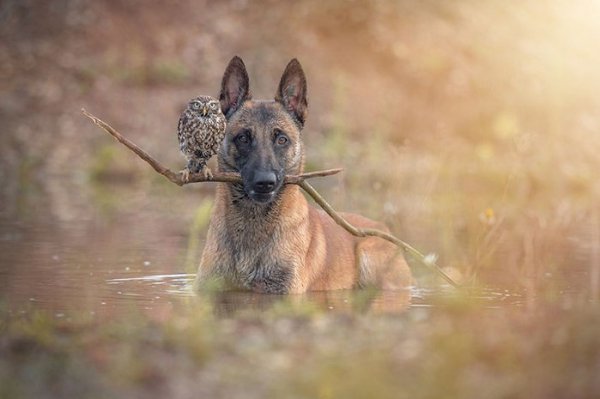 Собака и сова,которые не могут жить друг без друга.... Сложно представить, что собака и сова могут ... - 2