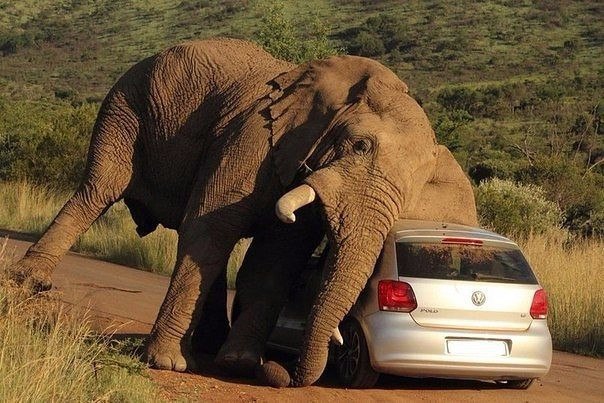    Volkswagen Polo       .  ... - 2