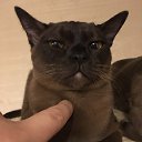 ���� Leo E., ������, 38 ��� - ��������� 31 ��� 2016 � ������ ���� ����������