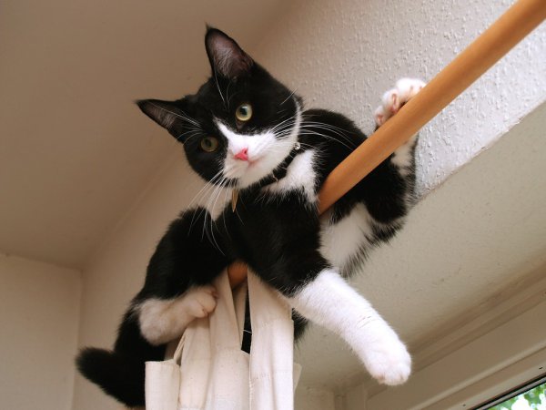 CATS OF ALL - 22  2016  21:41